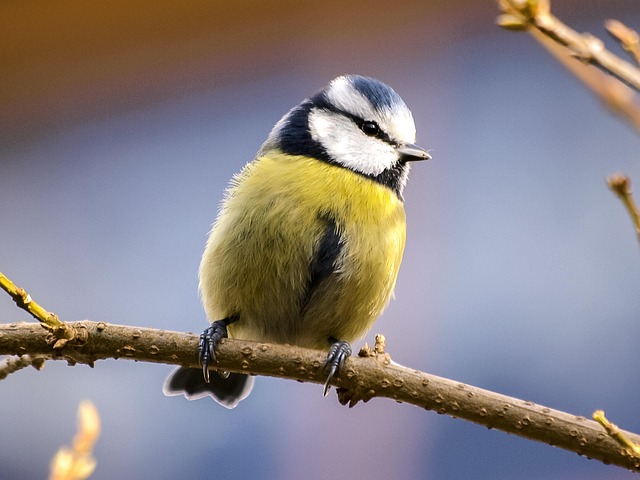 Blue tits and robins eating suet