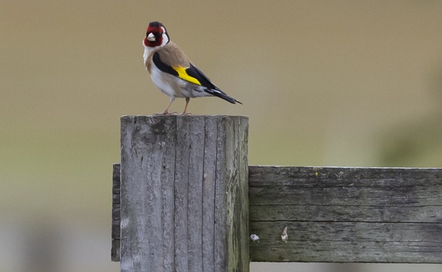 Bright yellow finch perched on mesh tube