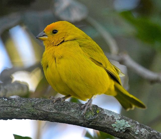 Bright yellow finch perched on mesh tube
