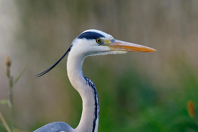 Bulk bird food with free shipping