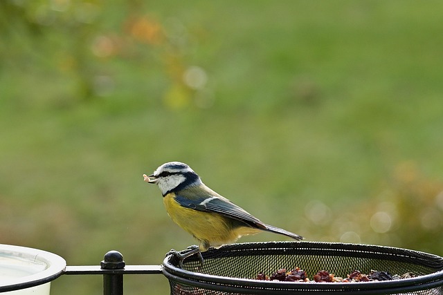 Bulk packaging of suet bird feed