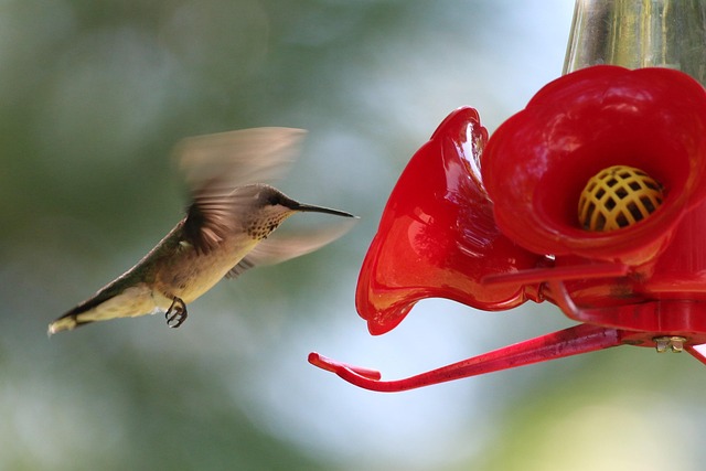 Cage feeder designed for small birds