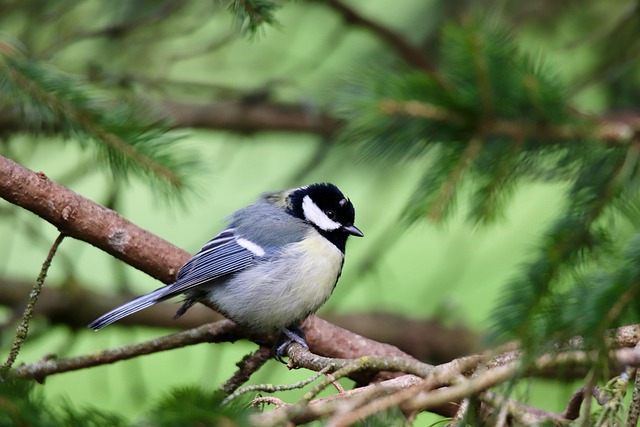 Cage-protected mealworms for garden birds