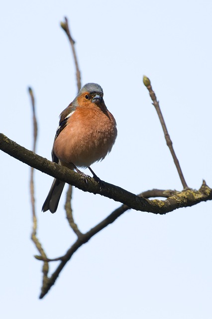 Chaffinch feeding on sunflower hearts