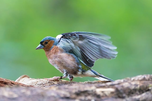 Chaffinch pecking at seed tray