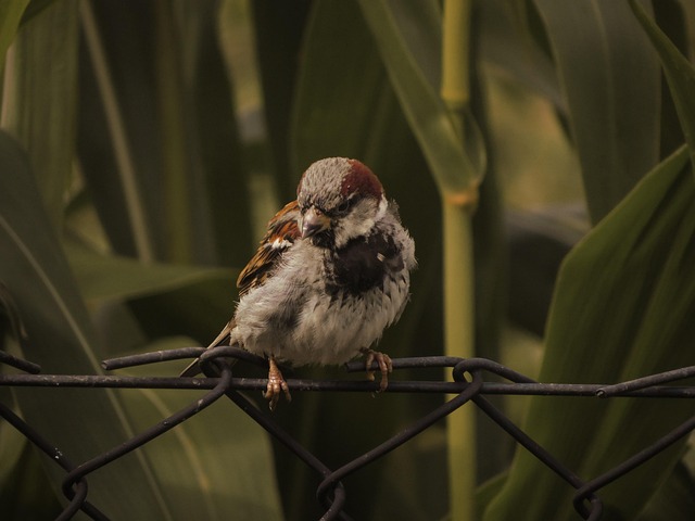 Chaffinch perched on wooden fence