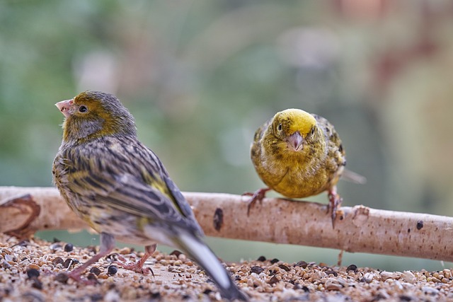 Cheap feeder for safe bird feeding