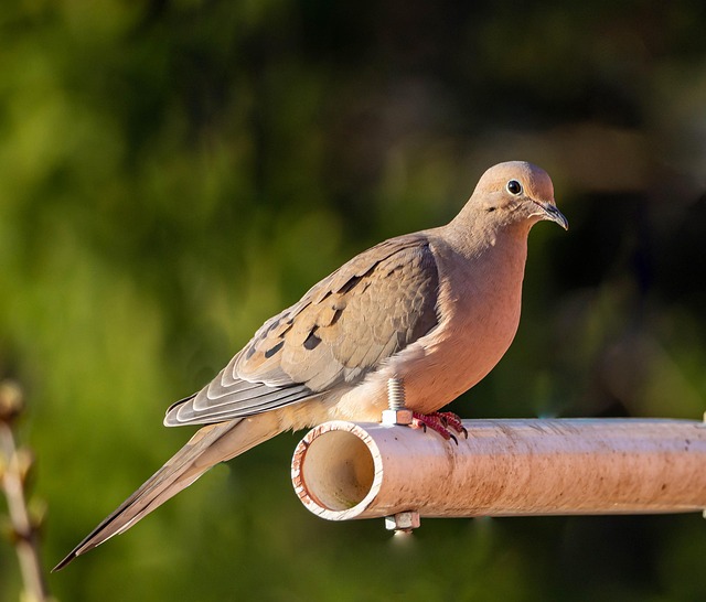 Cheap feeder for safe bird feeding