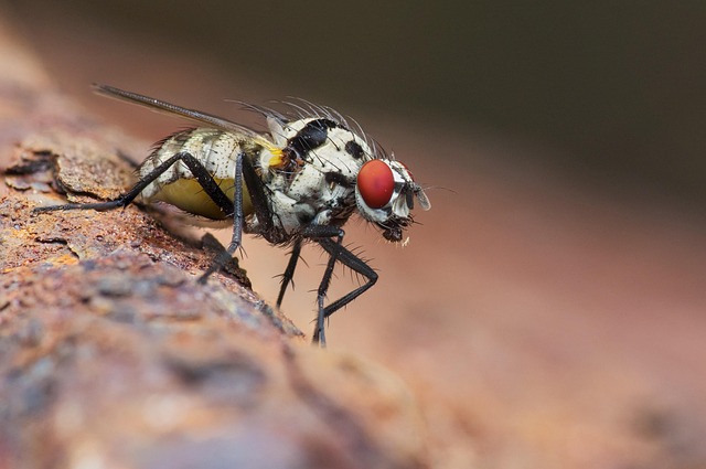 Close-up of fledgling eating insects