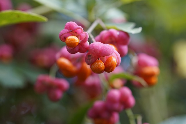 Close-up of peanuts for garden birds
