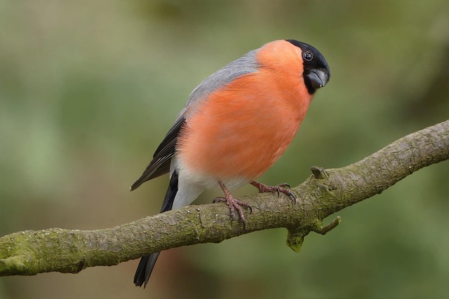Close-up of peanuts for garden birds
