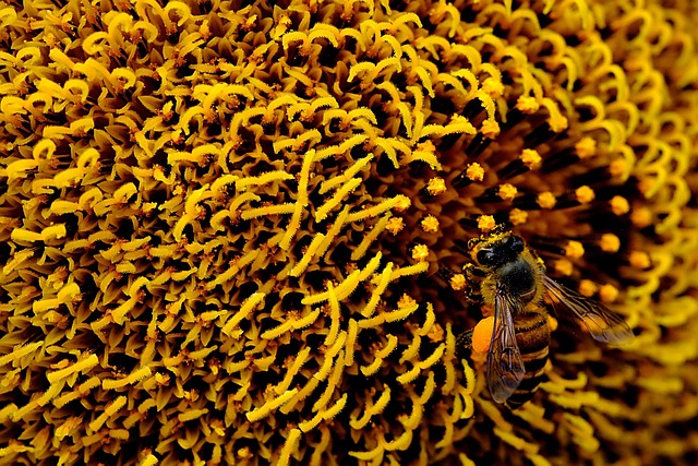 Close-up of premium sunflower hearts in bag