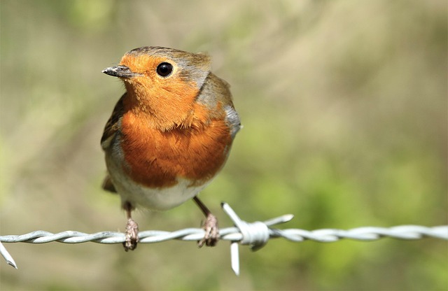 Close-up of suet feeder with robin