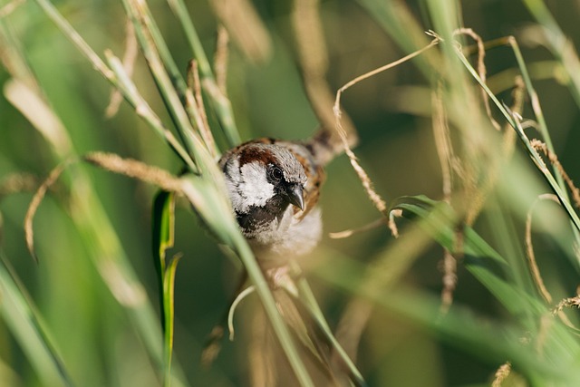 Close-up of sunflower bird seed