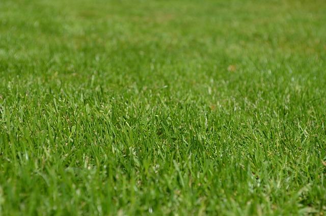 Covered tray feeder on garden lawn