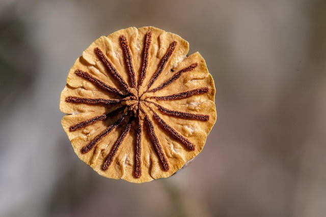 Dried mealworms next to seed mix
