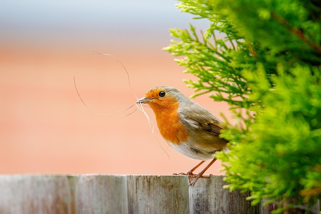 Fat balls hanging near robin perch