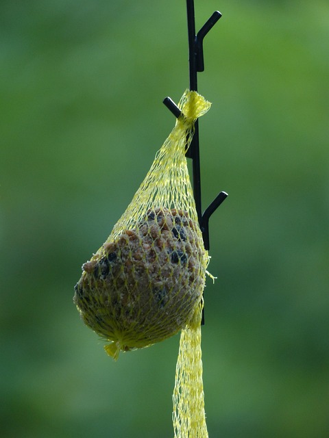Fat balls hanging near robin perch