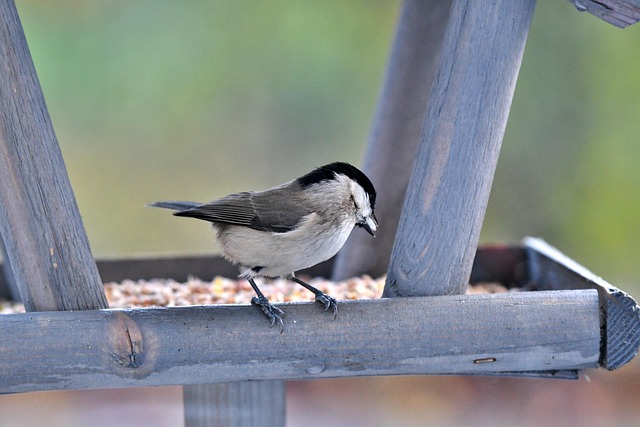 Feeder filled with husk-free bird seeds