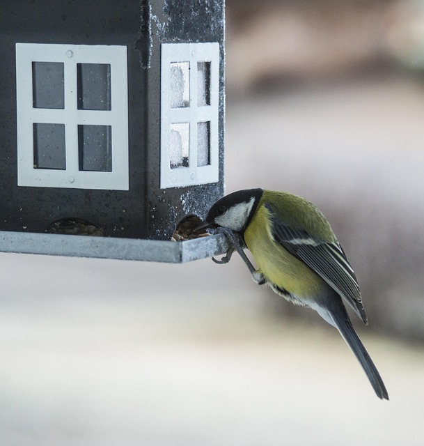 Garden bird table with sunflower seeds