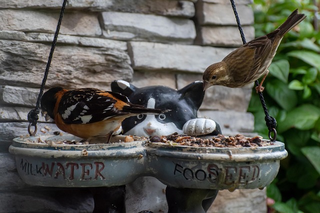 Garden birds eating premium seed mix