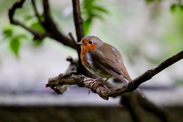 Garden birds on spacious bird table
