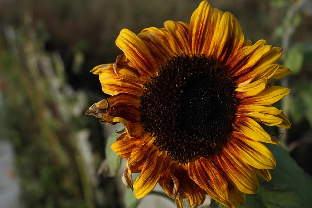 Garden feeding station filled with sunflower hearts