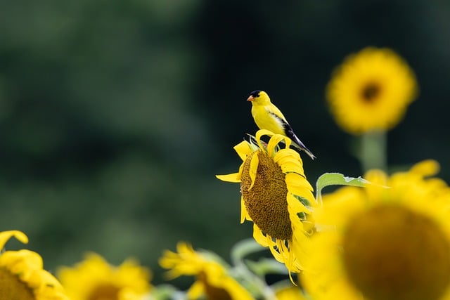Goldfinch eating sunflower hearts from feeder