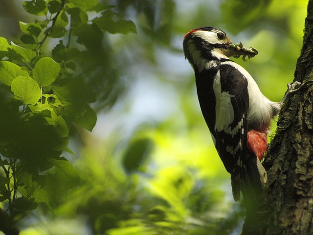 Great spotted woodpecker on tree trunk