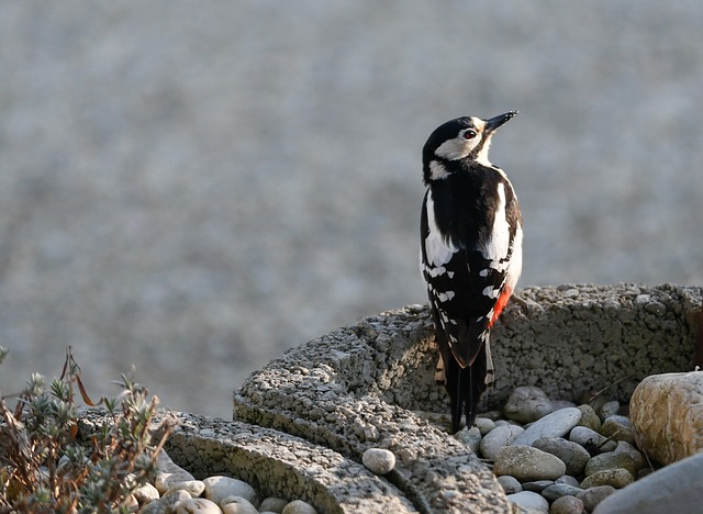 Great spotted woodpecker on tree trunk