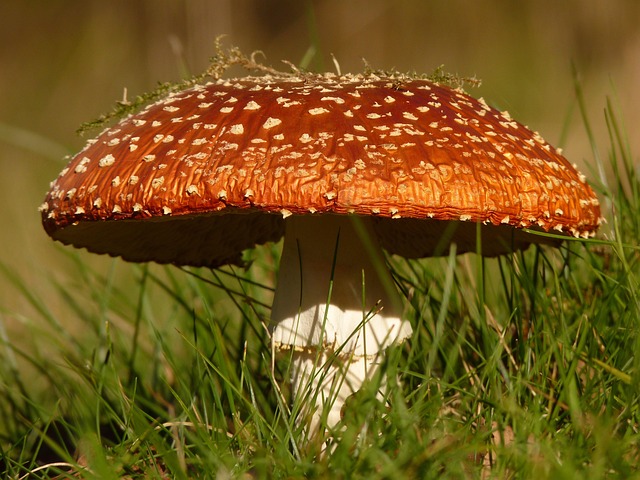 Ground-level feeder surrounded by grass