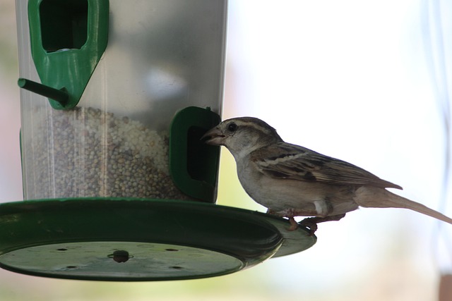 Hand refilling squirrel-proof garden feeder