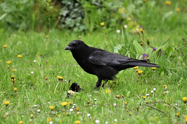 Home delivery of mixed bird feed