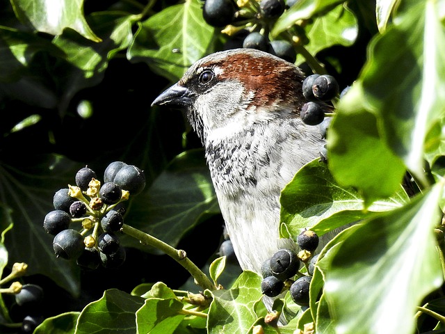 House sparrows gathered near bird bath