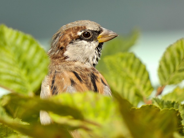 House sparrows gathered near bird bath