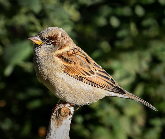 House sparrows gathered near bird bath