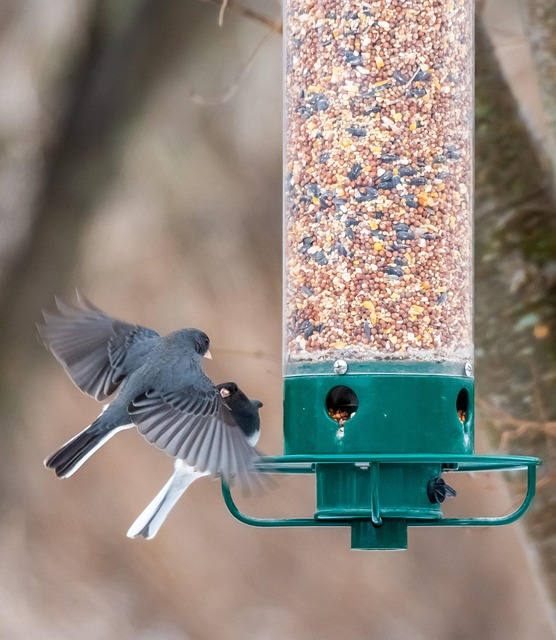 Leftover oats placed near bird perch