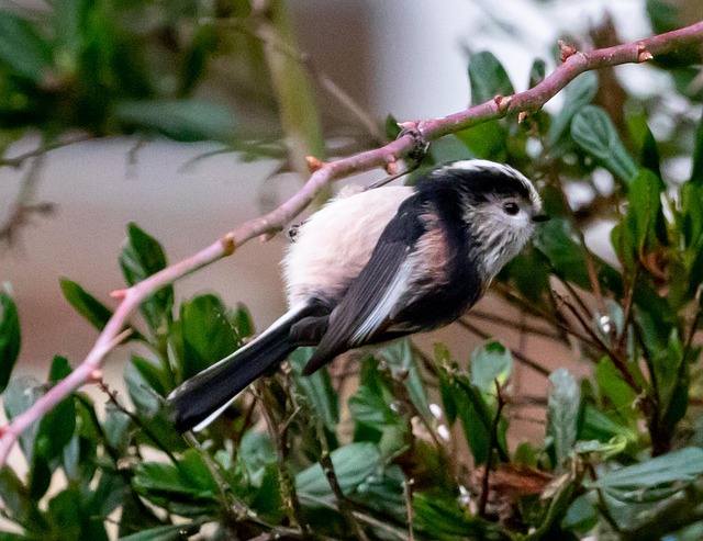 Long-tailed tit on tree branch