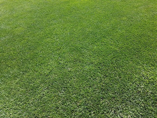 Magpie strutting across grassy lawn