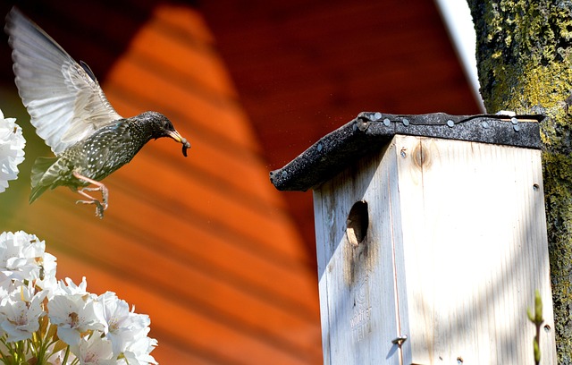 mealworms for birds