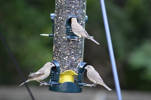Mixed garden birds eating from peanut feeder