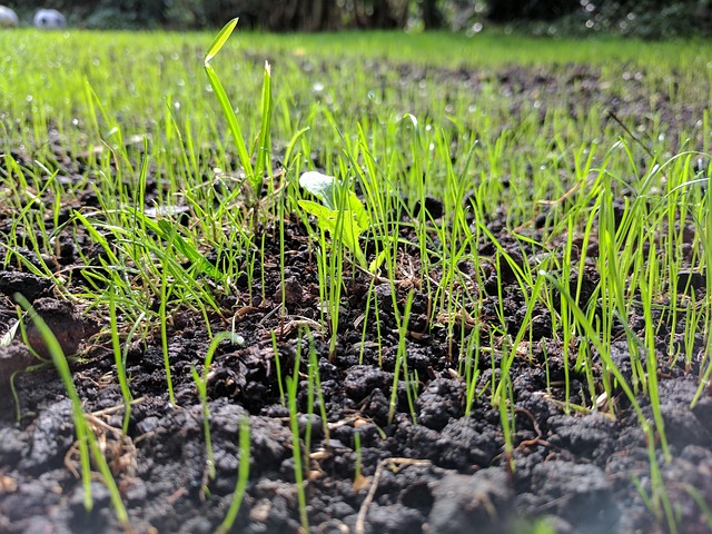 Mixed seeds scattered on garden lawn