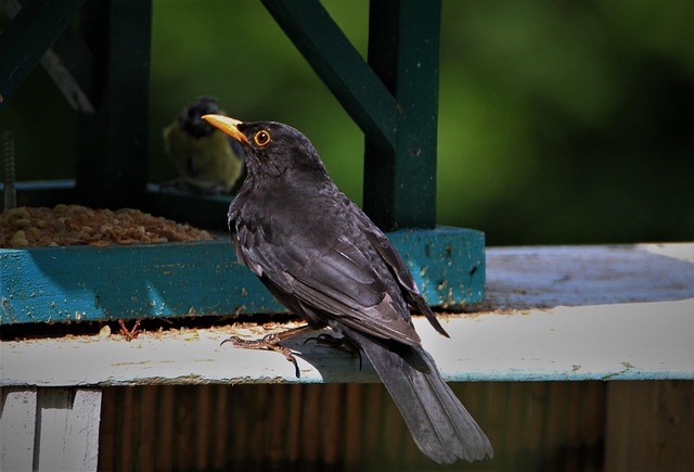 Multi-level bird feeding station in garden