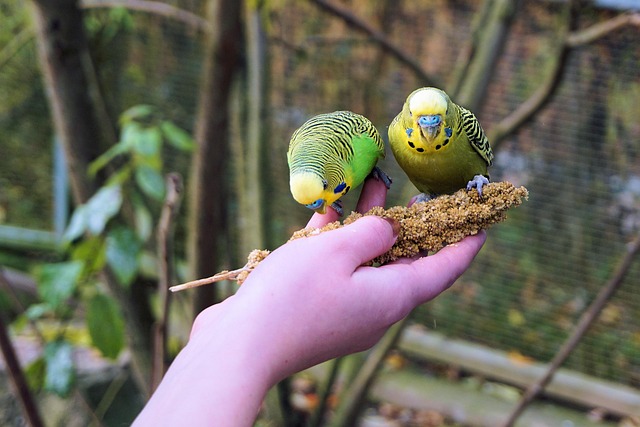 Nesting birds feeding on suet pellets