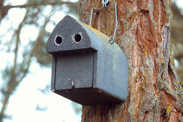 Nesting birds feeding on suet pellets