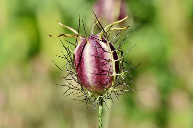 No-mess seed mix in large bags