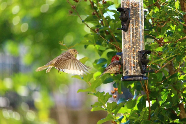 Find Cheapest Sunflower Hearts for Wild Birds Feeders