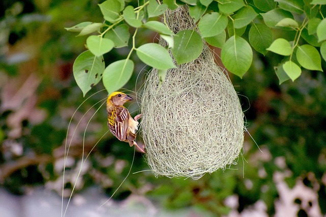 Best Bird Boxes UK: Guide to Species-Specific Nesting