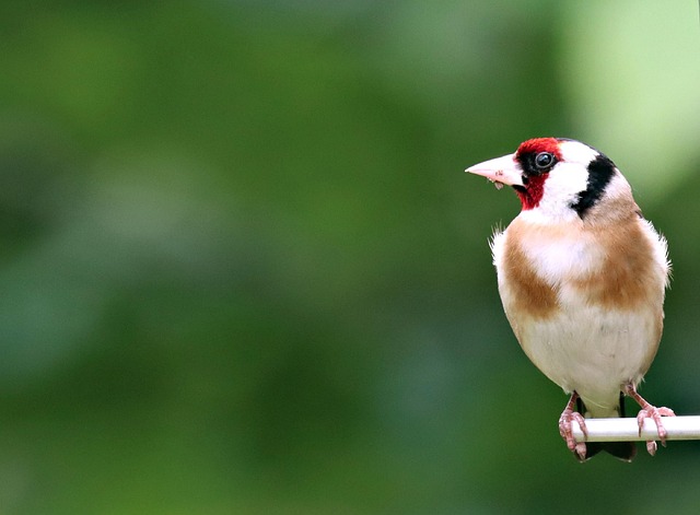 Nourish UK Birds: Suet &amp; Mealworms for Optimal Winter Diet