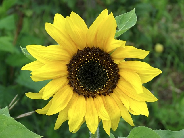Unleash Health Benefits with Buy Sunflower Hearts UK